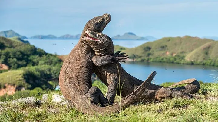 3D2N LABUAN BAJO & KOMODO LIVEABOARD